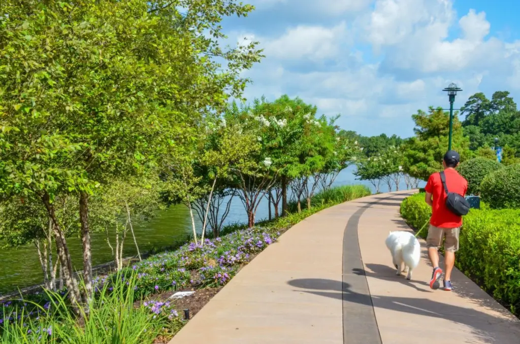 man walking dog along The Woodlands waterway path